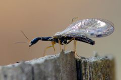 Dichrostigma flavipes