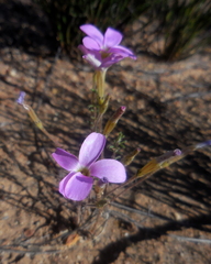 Oxalis giftbergensis