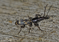 Arrhenodes minutus