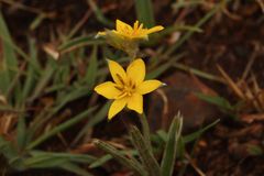 Hypoxis