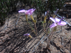 Oxalis giftbergensis
