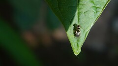 Microchrysa
