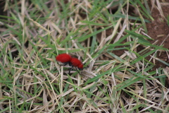 Dasymutilla erythrina