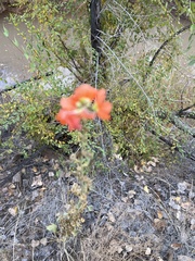 Sphaeralcea incana
