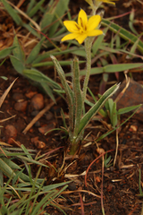 Hypoxis