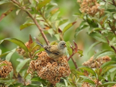 Catamenia analis