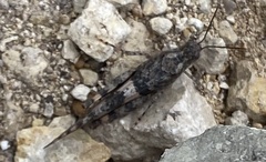 Trimerotropis pallidipennis