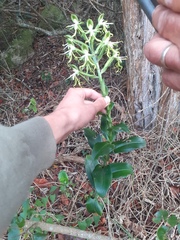 Bonatea speciosa