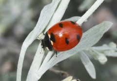 Coccinella transversoguttata