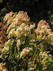 Dobinea vulgaris
