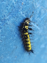 Hamadryas guatemalena