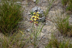 Tritoniopsis parviflora
