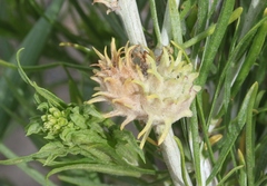 Rhopalomyia utahensis