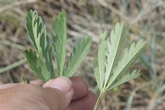 Potentilla gracilis