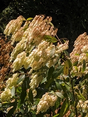 Dobinea vulgaris
