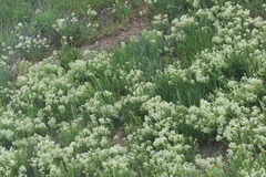 Lepidium draba