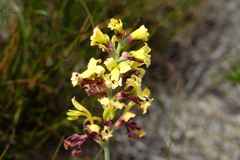 Tritoniopsis parviflora