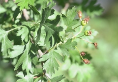 Crataegus marshallii