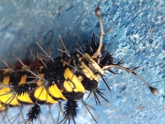 Hamadryas guatemalena