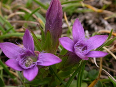 Gentianella anisodonta