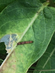 Pagara simplex