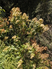 Dobinea vulgaris