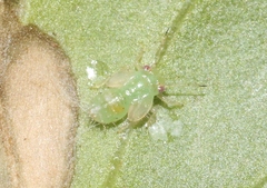 Cacopsylla ribesiae