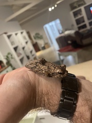 Chiromantis xerampelina