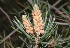 Pinus edulis