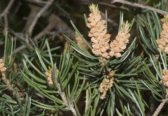 Pinus edulis