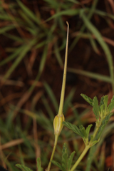 Monsonia