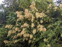 Dobinea vulgaris