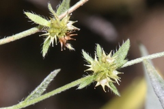 Lappula occidentalis