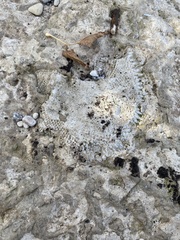 Receptaculites