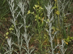 Sisymbrium altissimum