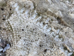 Receptaculites