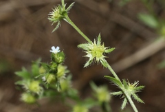 Lappula occidentalis