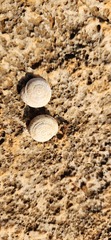 Sphincterochila cariosa