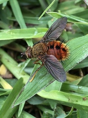 Adejeania