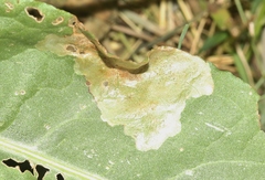 Pegomya bicolor