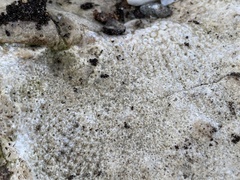 Receptaculites