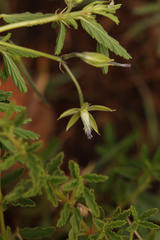 Monsonia