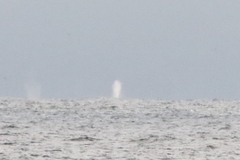 Megaptera novaeangliae