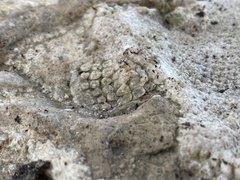 Receptaculites