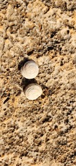 Sphincterochila cariosa