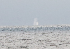 Megaptera novaeangliae