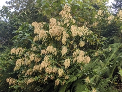 Dobinea vulgaris