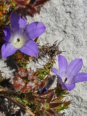 Roella ciliata