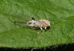Cacopsylla ribesiae