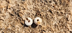 Sphincterochila cariosa